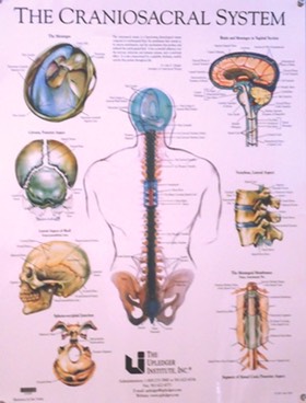 kraniosakralny system